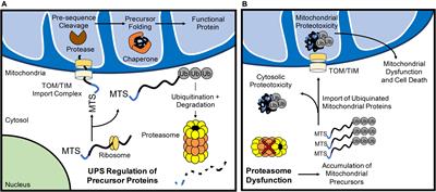 Mitochondrial Quality Control and Cellular Proteostasis: Two Sides of the Same Coin
